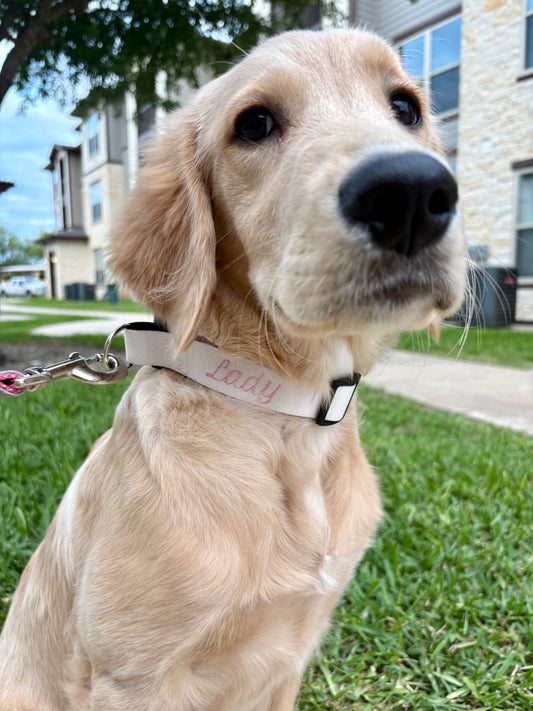 Dog Collar M/L Size