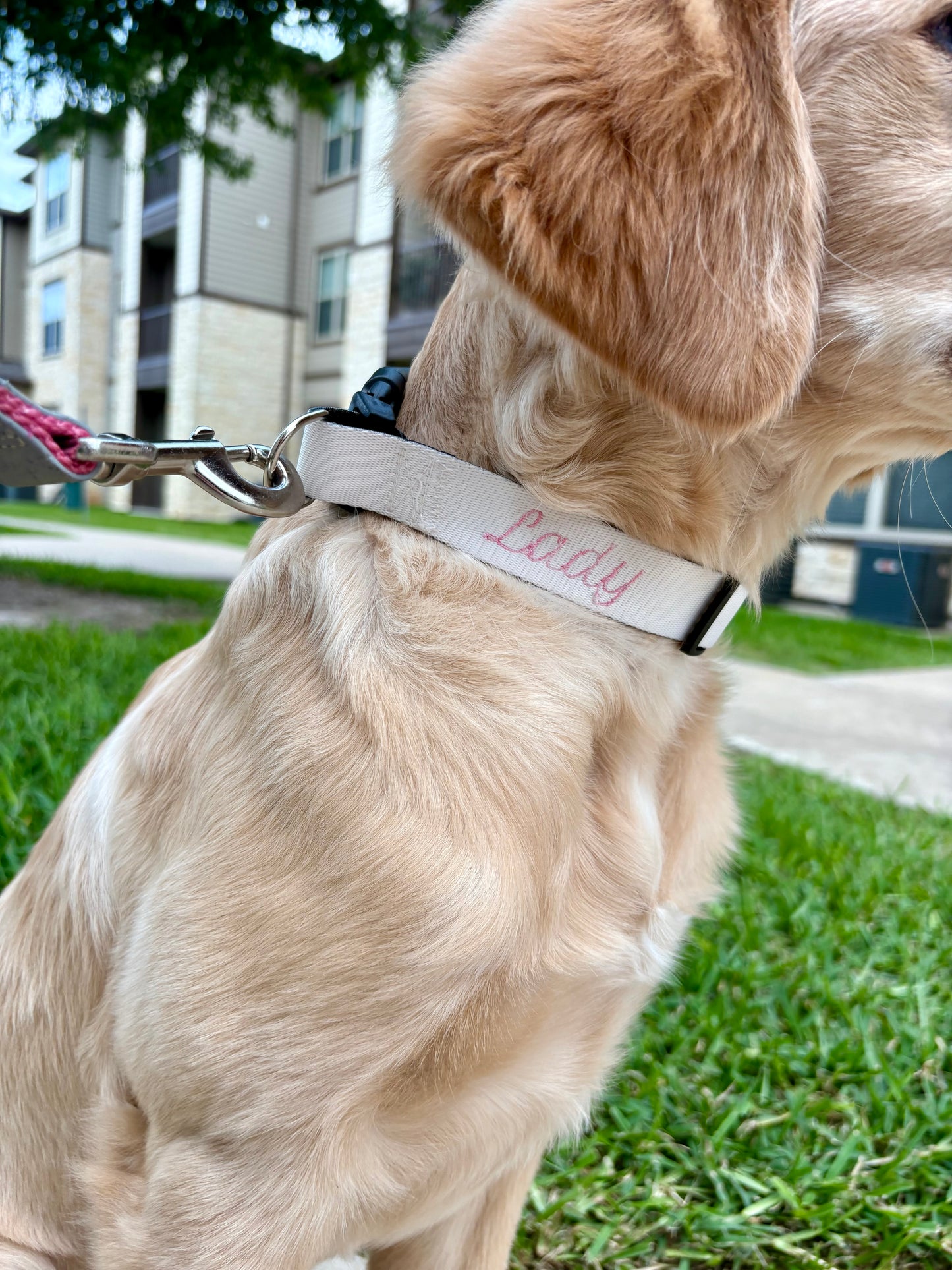 Dog Collar M/L Size