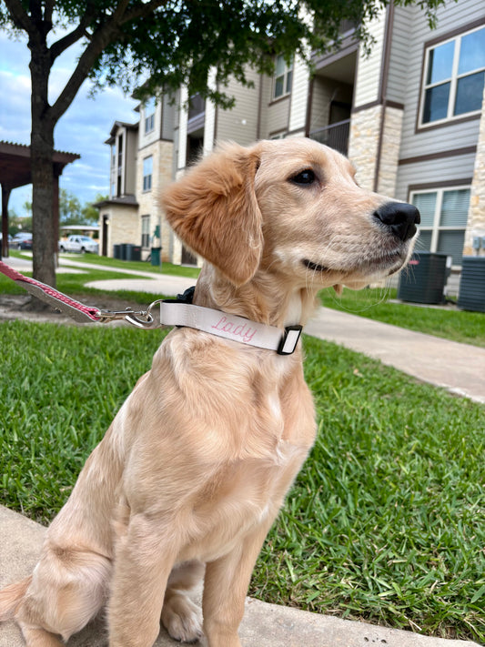 Dog Collar M/L Size